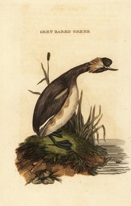 Potápka ušatá nebo potápka rohatá, dospělý, Podiceps auritus od Edward Donovan