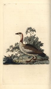 Egyptská husa, Alopochen aegyptiacus. Ručně kolorovaný mědiryt nakreslený a rytý Edwardem Donovanem z jeho vlastní „Přírodopisné historie britských ptáků“, Londýn od Edward Donovan