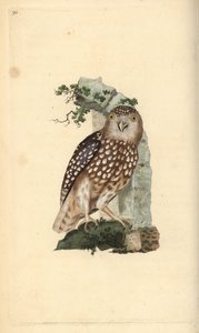 Puštík evropský, Glaucidium passerinum. Ručně kolorovaný mědiryt nakreslený a rytý Edwardem Donovanem z jeho vlastní „Přírodopisné historie britských ptáků“, Londýn od Edward Donovan