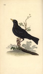 Euroasijský kos, Turdus merula. Ručně kolorovaný mědiryt nakreslený a rytý Edwardem Donovanem z jeho vlastní „Přírodopisné historie britských ptáků“, Londýn od Edward Donovan