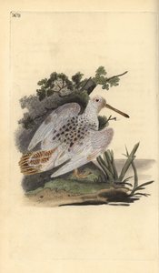 Skok lesní, Scolopax rusticola. Ručně kolorovaný mědiryt nakreslený a vyrytý Edwardem Donovanem z jeho vlastní „Přírodopisné historie britských ptáků“, Londýn od Edward Donovan