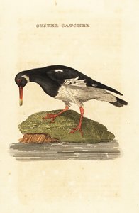 Ústřičník obecný, Haematopus ostralegus od Edward Donovan