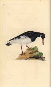 Ústřičník obecný, Haematopus ostralegus. Ručně kolorovaný mědiryt nakreslený a rytý Edwardem Donovanem z jeho vlastní „Přírodopisné historie britských ptáků“, Londýn od Edward Donovan