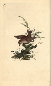 Střízlík obecný, troglodytes troglodytes. Ručně kolorovaný mědirytin nakreslený a rytý Edwardem Donovanem z jeho vlastní „Přírodopisné historie britských ptáků“ (1794-1819). Edward Donovan (1768-1837) byl anglo-irský amatérský zoolog, spisovatel, umělec a  od Edward Donovan