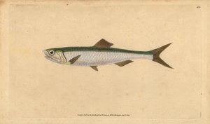 Sardel obecná, Engraulis encrasicolus (Ančovička, Clupea encrasicolus). Ručně kolorovaný mědiryt nakreslený a rytý Edwardem Donovanem z jeho Natural History of British Fishes, Donovan a F.C. a J. Rivington, Londýn od Edward Donovan