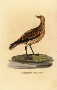 Kulík evropský, Pluvialis apricaria od Edward Donovan