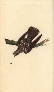 Nočníček evropský, Caprimulgus europaeus. Ručně kolorovaný mědiryt nakreslený a vyrytý Edwardem Donovanem z jeho vlastní „Přírodopisné historie britských ptáků“, Londýn od Edward Donovan