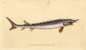 evropský nebo jeseter obecný. Kriticky ohrožený. Ručně kolorovaný mědiryt nakreslený a rytý Edwardem Donovanem z jeho Natural History of British Fishes, Donovan a F.C. a J. Rivington, Londýn od Edward Donovan