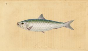 Sardinka obecná, Sardina pilchardus (Pilchard, Clupea pilchardus). Ručně kolorovaný mědiryt nakreslený a rytý Edwardem Donovanem z jeho Natural History of British Fishes, Donovan a F.C. a J. Rivington, Londýn od Edward Donovan