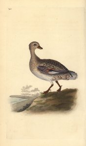 Gadwall (žena), Anas strepera. Ručně kolorovaný mědiryt nakreslený a rytý Edwardem Donovanem z jeho vlastní „Přírodopisné historie britských ptáků“, Londýn od Edward Donovan