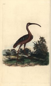 Ibis lesklý, Plegadis falcinellus. Ručně kolorovaný mědiryt nakreslený a rytý Edwardem Donovanem z jeho vlastní „Přírodopisné historie britských ptáků“, Londýn od Edward Donovan