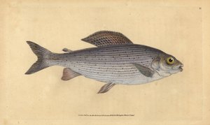 Lipan podhorní, Thymallus thymallus (Salmo thymallus). Ručně kolorovaná mědirytina nakreslená a vyrytá Edwardem Donovanem z jeho Natural History of British Fishes, Donovan and F.C. and J. Rivington, London. od Edward Donovan