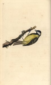 Sýkora koňadra, Parus Major. Ručně kolorovaný mědiryt nakreslený a rytý Edwardem Donovanem z jeho vlastní „Přírodopisné historie britských ptáků“, Londýn od Edward Donovan