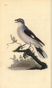 Ťuhýk šedý (samice), Lanius excubitor. Ručně kolorovaná mědirytina, kterou nakreslil a vyryl Edward Donovan podle své vlastní "Natural History of British Birds", Londýn. od Edward Donovan