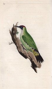 Datel zelený. Picus viridis. Mědirytina Edwarda Donovana (1768-1837), publikovaná v Natural History of British Birds, Londýn od Edward Donovan
