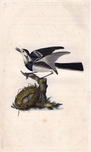 Konipas šedý. Motacilla alba. Mědirytina Edwarda Donovana (1768-1837), publikovaná v Natural History of British Birds, Londýn od Edward Donovan