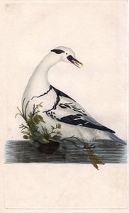 Harle pěšáci. Mergus albellus. Mědirytina Edwarda Donovana (1768-1837), publikovaná v Natural History of British Birds, Londýn od Edward Donovan