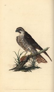 Hobby, Falco subbuteo, s jednou nohou na mrtvém ptáku. Ručně kolorovaný mědiryt nakreslený a rytý Edwardem Donovanem z jeho vlastní „Přírodopisné historie britských ptáků“, Londýn od Edward Donovan