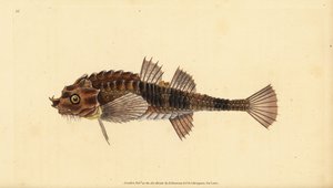 Hooknos, Agonus cataphractus (Pogge nebo ozbrojený býčí hlava, Cottus cataphractus). Ručně kolorovaný mědiryt nakreslený a rytý Edwardem Donovanem z jeho Natural History of British Fishes, Donovan a F.C. a J. Rivington, Londýn od Edward Donovan