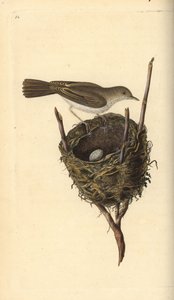 Bělorus menší, Sylvia communis, s hnízdem a vejcem. Ručně kolorovaný mědirytin nakreslený a rytý Edwardem Donovanem z jeho vlastní „Přírodopisné historie britských ptáků“, Londýn od Edward Donovan