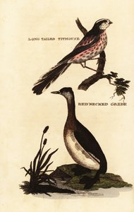 Sýkora dlouhoocasá nebo sýkora dlouhoocasá, Aegithalos caudatus a potápka rudokrká, Podiceps grisegena od Edward Donovan