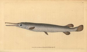 Gar dlouhonosý, Lepisosteus osseus (ryba Osseus gar, Esox osseus). Ručně kolorovaný mědiryt nakreslený a rytý Edwardem Donovanem z jeho Natural History of British Fishes, Donovan a F.C. a J. Rivington, Londýn od Edward Donovan