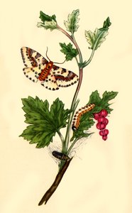 „Pobřežní můra na Maggi: Flanae grossularizata“, 1813, 1945. od Edward Donovan