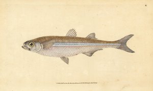 Středozemní písek čichal nebo evropská atherine, Atherina hepsetus. Ručně kolorovaný mědiryt nakreslený a rytý Edwardem Donovanem z jeho Natural History of British Fishes, Donovan a F.C. a J. Rivington, Londýn od Edward Donovan