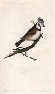 Sýkora chocholatá. Lopophanes cristatus cristatus (Parus cristatus). Mědirytina Edwarda Donovana (1768-1837), publikovaná v Natural History of British Birds, Londýn od Edward Donovan