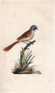 Knír (paseriformní). Panurus biarmicus (Parus biarmicus). Mědirytina Edwarda Donovana (1768-1837), publikovaná v Natural History of British Birds, Londýn od Edward Donovan