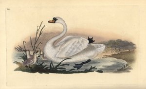 Labuť velká, Cygnus olor, s kuřaty. Ručně kolorovaný mědiryt nakreslený a rytý Edwardem Donovanem z jeho vlastní „Přírodopisné historie britských ptáků“, Londýn od Edward Donovan