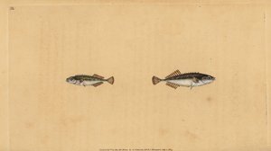 paličák devíticípý, Pungitius pungitius (paličák menší nebo deseticípý, Gasterosteus pungitius). Ručně kolorovaný mědiryt nakreslený a rytý Edwardem Donovanem z jeho Natural History of British Fishes, Donovan a F.C. a J. Rivington, Londýn od Edward Donovan
