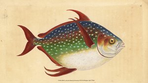 Opah nebo královská ryba, Lampris guttatus (Zeus luna). Ručně kolorovaný mědiryt nakreslený a rytý Edwardem Donovanem z jeho Natural History of British Fishes, Donovan a F.C. a J. Rivington, Londýn od Edward Donovan