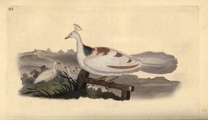 Páví noha, Pavo cristatus, samice s mláďaty. Ručně kolorovaný mědiryt nakreslený a rytý Edwardem Donovanem z jeho vlastní „Přírodopisné historie britských ptáků“, Londýn od Edward Donovan