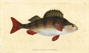 Okoun, Perca fluviatilis. Ručně kolorovaný mědiryt nakreslený a rytý Edwardem Donovanem z jeho Natural History of British Fishes, Donovan a F.C. a J. Rivington, Londýn od Edward Donovan