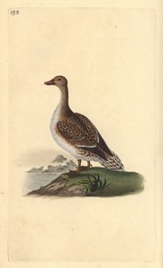 Pintail, Anas acuta, samice. Ručně kolorovaný mědiryt nakreslený a rytý Edwardem Donovanem z jeho vlastní „Přírodopisné historie britských ptáků“, Londýn od Edward Donovan
