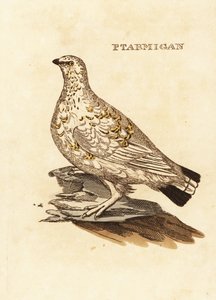 Ptarmigan tetřev nebo bílá zvěř, Lagopus lagopus od Edward Donovan