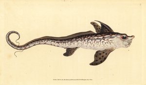 Králičí rybka nebo mořská příšera, Chimaera monstrosa. Blízko ohrožení. Ručně kolorovaný mědiryt nakreslený a rytý Edwardem Donovanem z jeho Natural History of British Fishes, Donovan a F.C. a J. Rivington, Londýn od Edward Donovan
