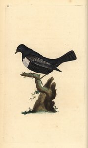 Prsten ouzel, Turdus torquatus. Ručně kolorovaný mědiryt nakreslený a rytý Edwardem Donovanem z jeho vlastní „Přírodopisné historie britských ptáků“, Londýn od Edward Donovan