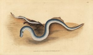 Mihule říční, Lampetra fluviatilis (čihule světlá nebo menší, Petromyzon fluviatilis). Ručně kolorovaný mědiryt nakreslený a rytý Edwardem Donovanem z jeho Natural History of British Fishes, Donovan a F.C. a J. Rivington, Londýn od Edward Donovan