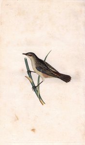 Fragmit tyčinkový. Acrocephalus schoenobaenus (Motacilla salicaria). Mědirytina Edwarda Donovana (1768-1837), publikovaná v Natural History of British Birds, Londýn od Edward Donovan