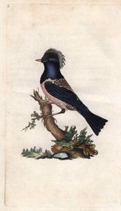 Starling Finch. Sturnus roseus (Turdus roseus). Mědirytina Edwarda Donovana (1768-1837), publikovaná v Natural History of British Birds, Londýn od Edward Donovan