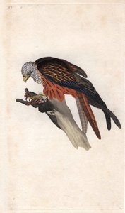 Královské Miláno. Milvus milvus (Falco milvus). Mědirytina Edwarda Donovana (1768-1837), publikovaná v Natural History of British Birds, Londýn od Edward Donovan