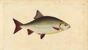 Rudd, Scardinius erythrophthalmus (červené oko, Cyprinus erythrophthalmus). Ručně kolorovaný mědiryt nakreslený a rytý Edwardem Donovanem z jeho Natural History of British Fishes, Donovan a F.C. a J. Rivington, Londýn od Edward Donovan