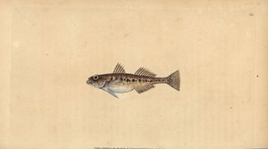 Pomatoschistus minutus (Pomatoschistus minutus, Gobius minutus). Ručně kolorovaný mědiryt nakreslený a rytý Edwardem Donovanem z jeho Natural History of British Fishes, Donovan a F.C. a J. Rivington, Londýn od Edward Donovan