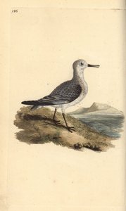 Sanderling, Calidris alba. Ručně kolorovaná mědirytina, kterou nakreslil a vyryl Edward Donovan podle své vlastní "Natural History of British Birds", Londýn. od Edward Donovan
