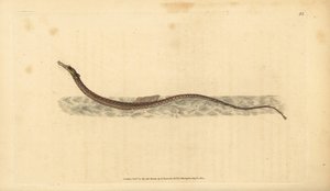 Sargassum pipefish nebo pelagic pipefish. Ručně kolorovaný mědiryt nakreslený a rytý Edwardem Donovanem z jeho Natural History of British Fishes, Donovan a F.C. a J. Rivington, Londýn od Edward Donovan