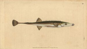 Mořský paličák, Spinachia spinachia (Patnácticípý paličák, Gasterosteus spinachia). Ručně kolorovaný mědiryt nakreslený a rytý Edwardem Donovanem z jeho Natural History of British Fishes, Donovan a F.C. a J. Rivington, Londýn od Edward Donovan