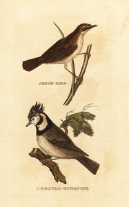 Ostřice, Acrocephalus schoenobaenus a sýkora chocholatá, Lophophanes cristatus od Edward Donovan