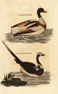 Shelduck, Tadorna tadorna a kachna dlouhoocasá, Clangula hyemalis od Edward Donovan